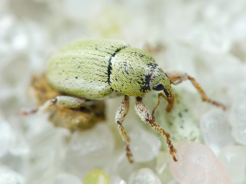 Tychius medicaginis C. Brisout de Barneville, 1863